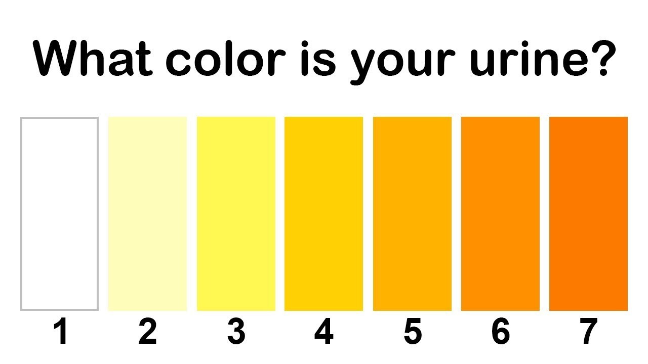 Everything You Need To Know About Urine Color Chart
