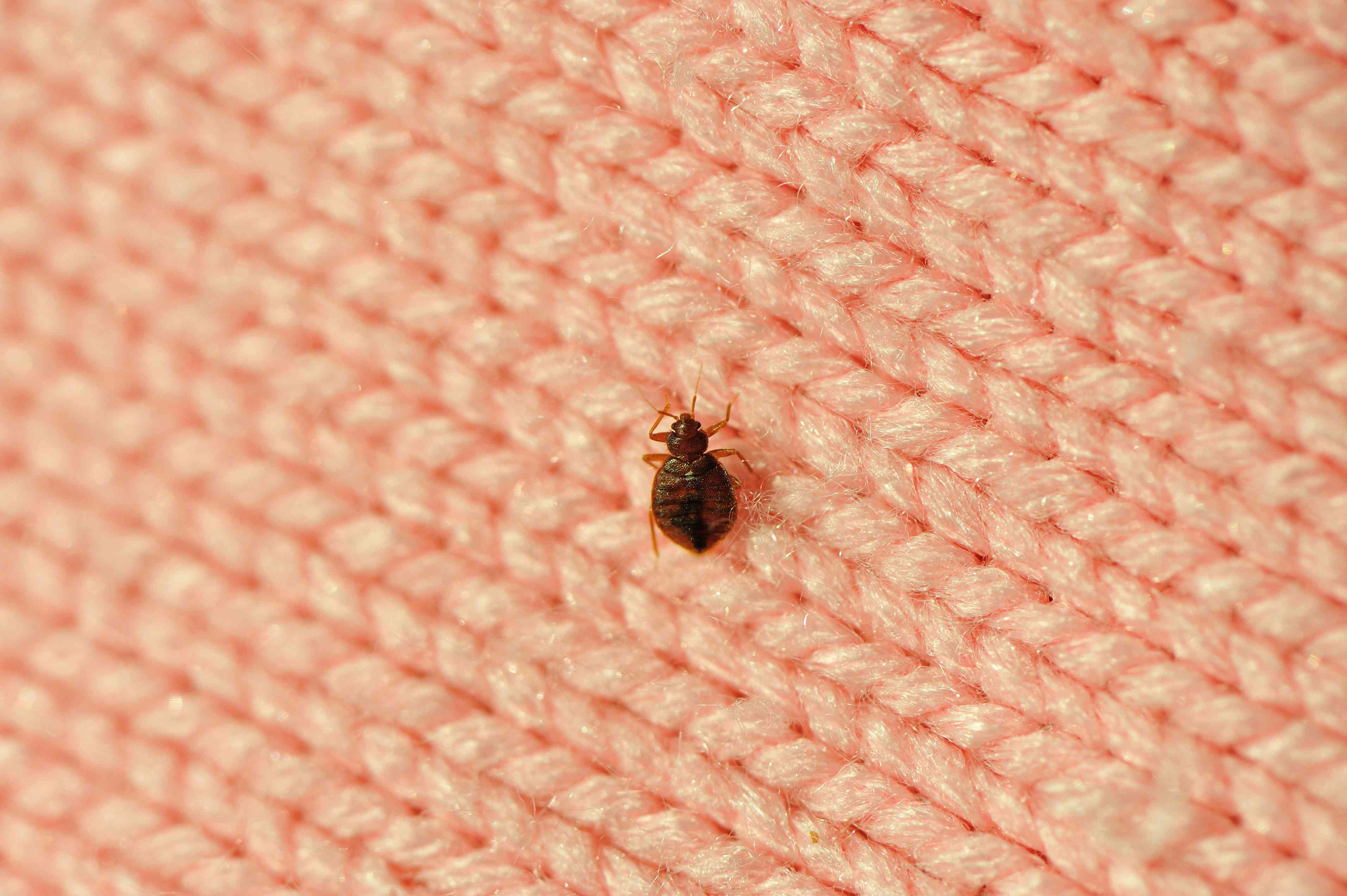 How To Get Rid Of Bedbugs? Find Out Some Amazing Tricks