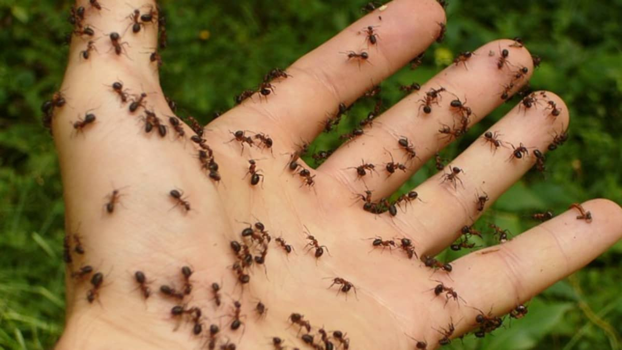 5 Amazing Tips To Know On How To Get Rid Of Ants