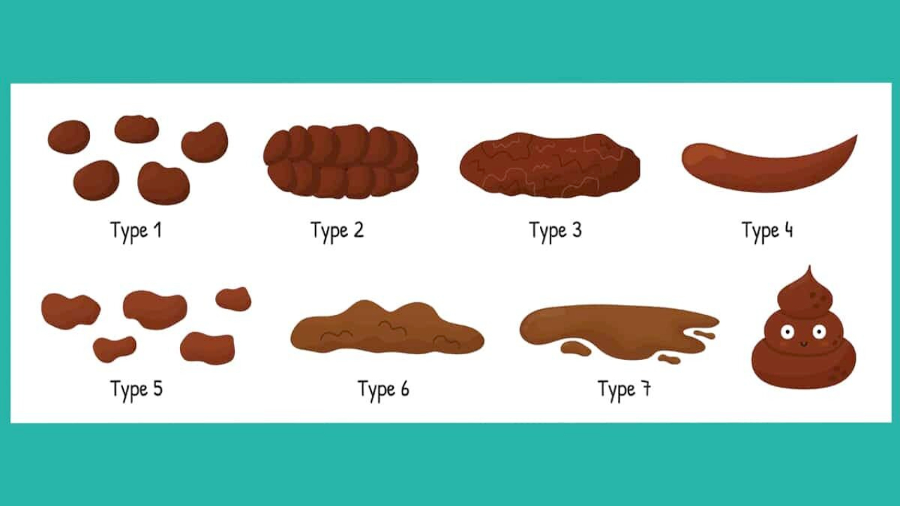 Everything You Need To Know About Poop