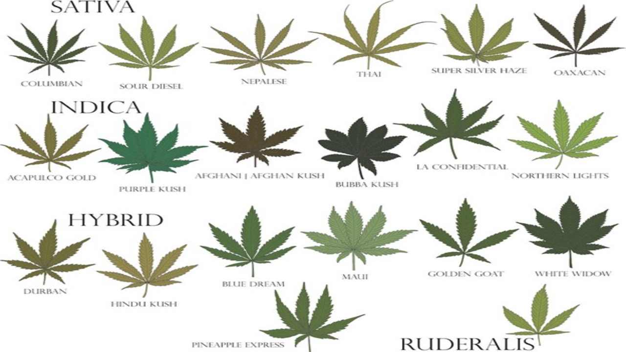 Indica Vs Sativa: Things You Should Know