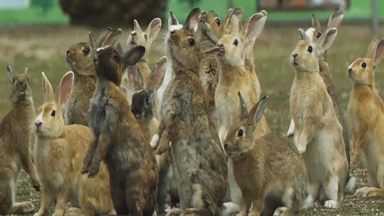 island of rabbit in japan